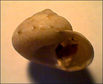 Gibbula da determinare